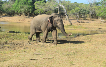 safari udawalawe park